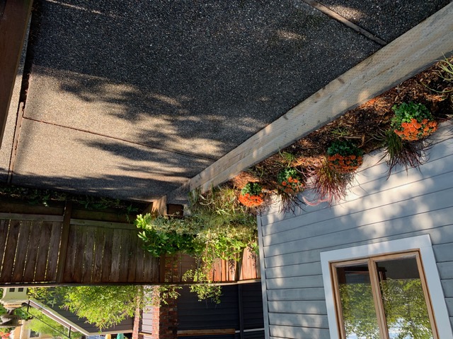 Planting beds along the south side of the house